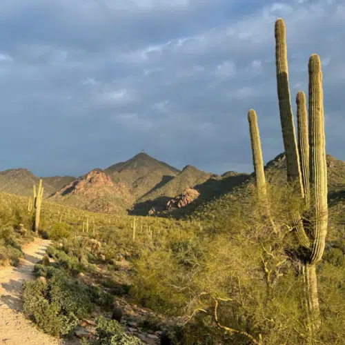 Desert saguaro